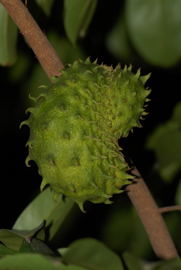 soursop-2837863_1280