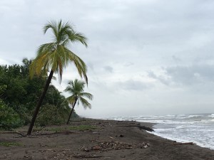 palm trees on beach