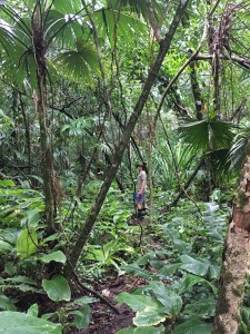 man hiking in tropical rainforest