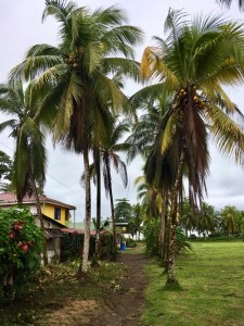 path between rows of palm trees