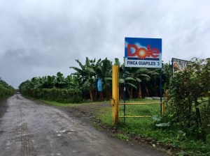 banana plantation Dole