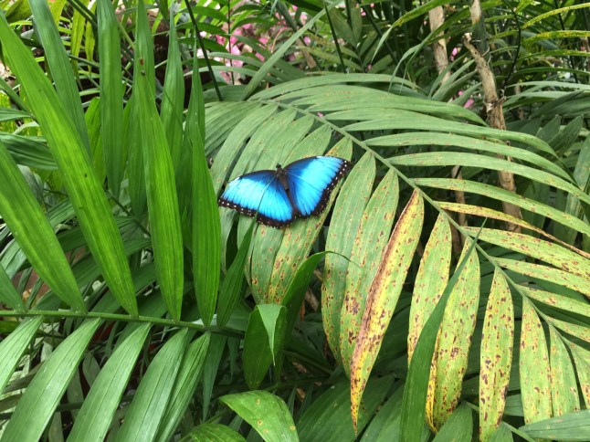 blue morpho butterfly
